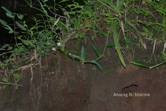 Murdannia loriformis